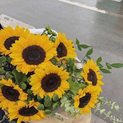 竞彩足球app官方手机app下载